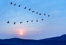 Birds flying in v formation