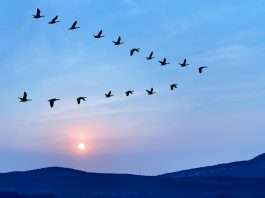 Birds flying in v formation