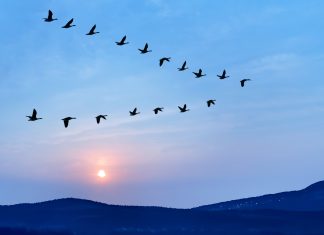 Birds flying in v formation