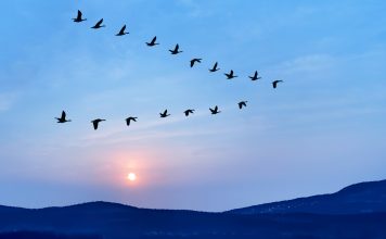 Birds flying in v formation