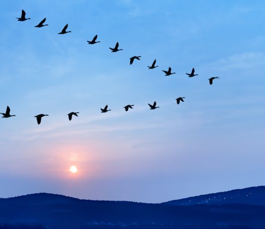 Birds flying in v formation