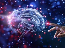 The Discovery of the Blood-Brain Barrier: How It Protects the Brain