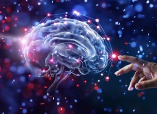 The Discovery of the Blood-Brain Barrier: How It Protects the Brain