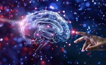 The Discovery of the Blood-Brain Barrier: How It Protects the Brain