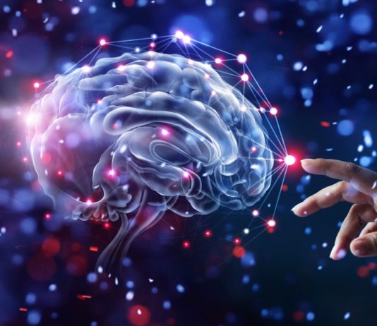 The Discovery of the Blood-Brain Barrier: How It Protects the Brain
