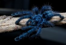 Blue tarantula