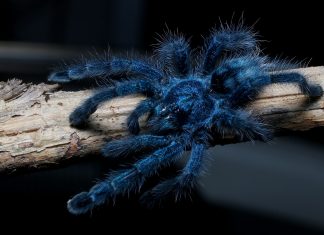 Blue tarantula
