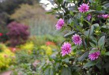 The Science of Botany: Understanding Plant Life and Evolution