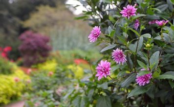 The Science of Botany: Understanding Plant Life and Evolution