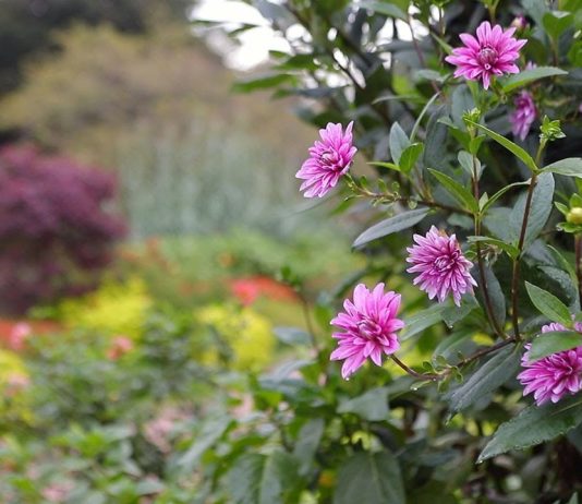 The Science of Botany: Understanding Plant Life and Evolution