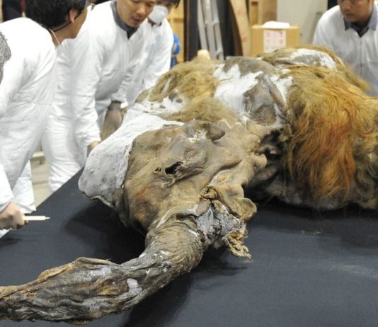 Bringing back extinct creatures may be a dream come true