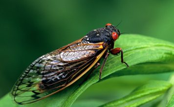 Bug that comes out every 17 years