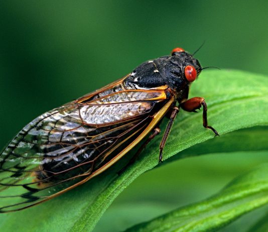Bug that comes out every 17 years