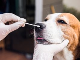 Can dogs get covid 19