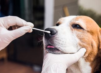 Can dogs get covid 19