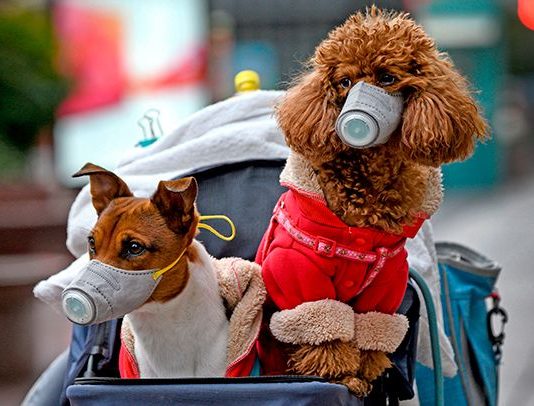 Can dogs get covid