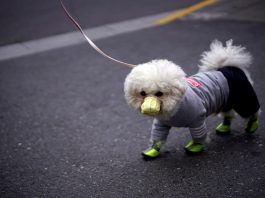 Can dogs get covid and die