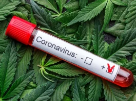 Cannabis and covid-19