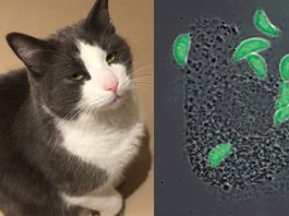 Cat brain parasite