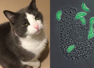 Cat brain parasite