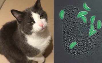 Cat brain parasite
