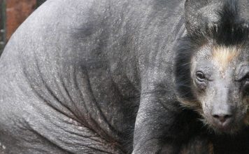 Chernobyl animals