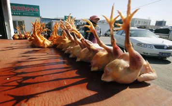 China bird flu human case