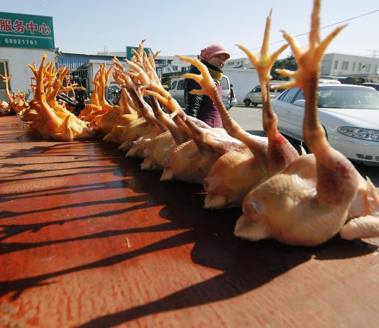 China bird flu human case