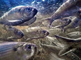Climate Change Is Causing Fish to Shrink in Size, Study Shows
