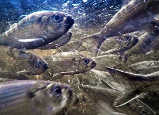 Climate Change Is Causing Fish to Shrink in Size, Study Shows