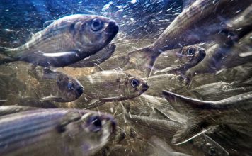 Climate Change Is Causing Fish to Shrink in Size, Study Shows
