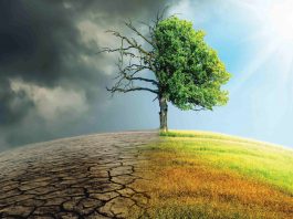 Climate Change Is Threatening Global Food Supplies, Warns UN Report