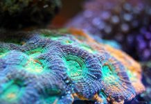 Climate Change Is Killing Coral Reefs at an Unprecedented Rate, Study Shows