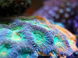 Climate Change Is Killing Coral Reefs at an Unprecedented Rate, Study Shows
