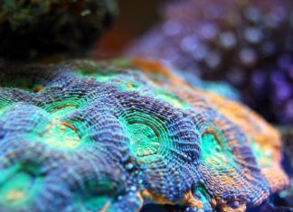 Climate Change Is Killing Coral Reefs at an Unprecedented Rate, Study Shows