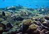 The Astonishing Diversity of Coral Reefs: Their Ecology, Biodiversity, and Importance