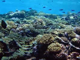 The Astonishing Diversity of Coral Reefs: Their Ecology, Biodiversity, and Importance