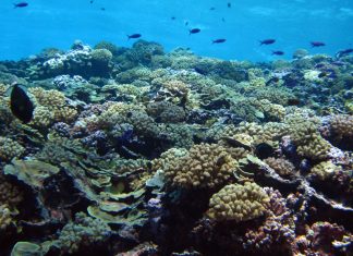 The Astonishing Diversity of Coral Reefs: Their Ecology, Biodiversity, and Importance