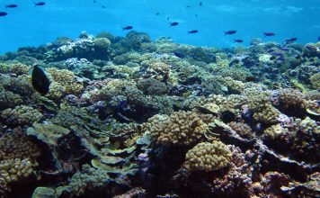 The Astonishing Diversity of Coral Reefs: Their Ecology, Biodiversity, and Importance