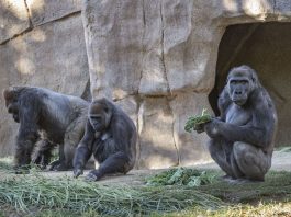 Covid spread gorillas