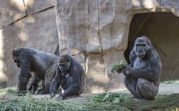 Covid spread gorillas
