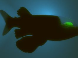 The Strange World of Deep Sea Creatures: How They Survive in the Abyss