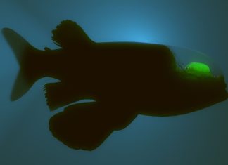 The Strange World of Deep Sea Creatures: How They Survive in the Abyss