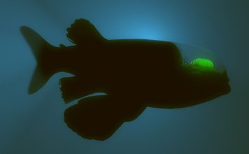 The Strange World of Deep Sea Creatures: How They Survive in the Abyss