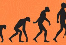Did humans evolve from apes
