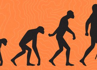 Did humans evolve from apes