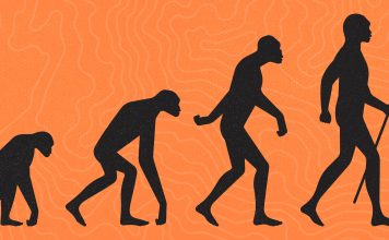 Did humans evolve from apes