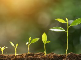 The Discovery of Photosynthesis: How Plants Convert Light into Energy