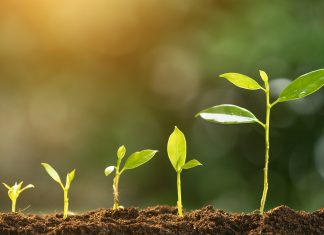 The Discovery of Photosynthesis: How Plants Convert Light into Energy