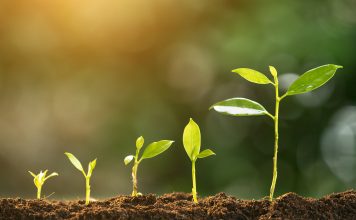 The Discovery of Photosynthesis: How Plants Convert Light into Energy